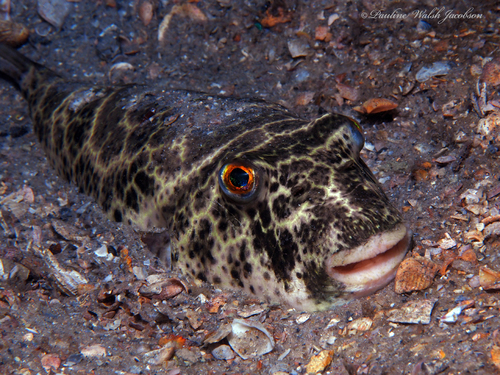 Checkered Puffer