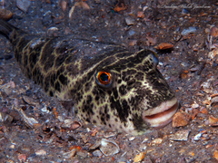 Checkered Puffer photo 2