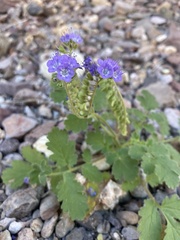 Phacelia scariosa