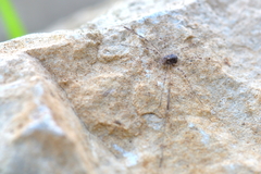 Kalliste pavonum