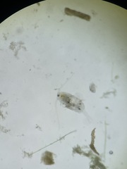 Neocopepoda