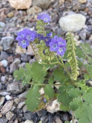 Phacelia scariosa
