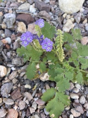 Phacelia scariosa