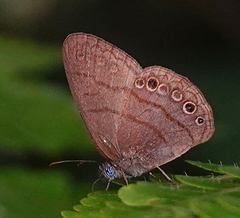 Hermeuptychia gisella