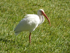 Eudocimus albus