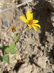 Bahiopsis triangularis