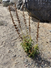 Penstemon reidmoranii