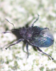 Ceutorhynchus erysimi