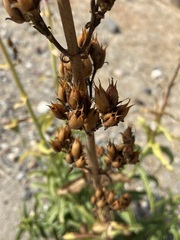 Penstemon reidmoranii