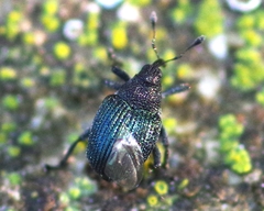 Ceutorhynchus erysimi