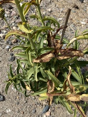 Penstemon reidmoranii