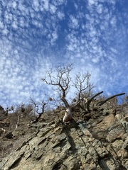 Pachycormus discolor