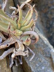 Dudleya albiflora
