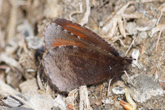 Erebia discoidalis