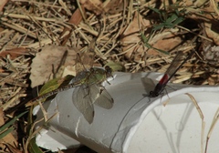 Erpetogomphus crotalinus