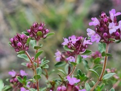 Thymus collinus
