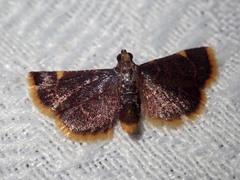 Hypsopygia marthalis
