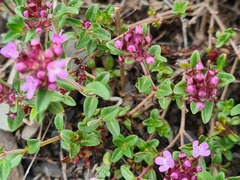 Thymus collinus