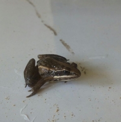 Ptychadena erlangeri