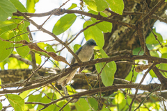 Elminia albicauda