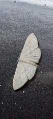 Scopula minorata