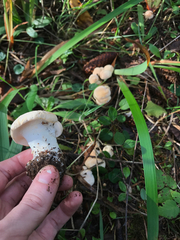 Hydnum olympicum