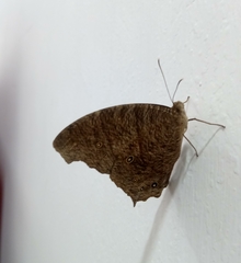 Melanitis leda