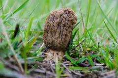 Morchella steppicola