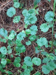 Alchemilla pectinata
