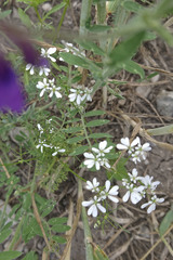 Bifora radians