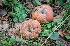Monilinia fructigena