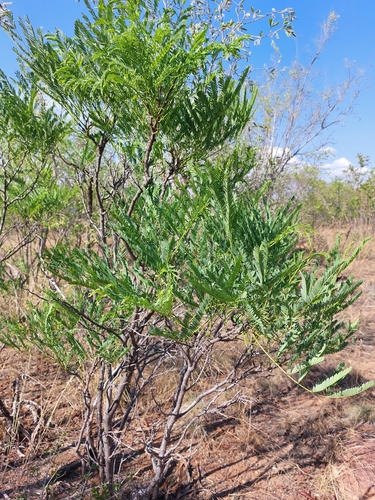 Image of Entada burkei by (c) Manuel R Popp, some rights reserved (CC BY)