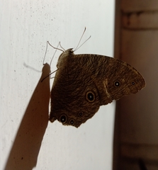 Melanitis leda
