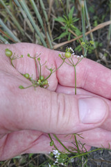 Bifora radians