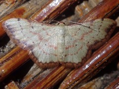 Idaea craspedota