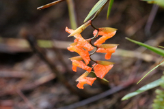 Elleanthus ampliflorus