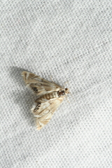 Eoparargyractis plevie