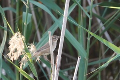 Phylloscopus fuscatus