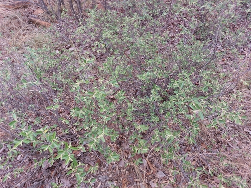 Image of Grewia rogersii by (c) Manuel R Popp, some rights reserved (CC BY)