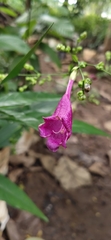 Strobilanthes hamiltoniana