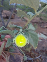 Hibiscus waterbergensis