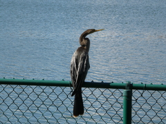 Anhinga anhinga