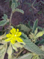 Corchorus kirkii