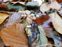 Marasmius bulliardii