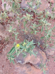 Corchorus kirkii