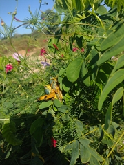 Brachystola behrensii