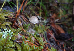 Mycena metata