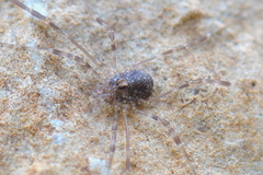 Kalliste pavonum