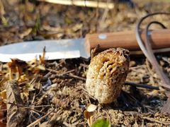 Morchella steppicola