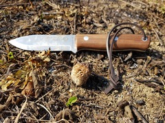 Morchella steppicola